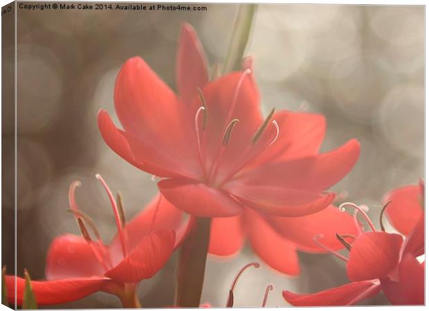  Kaffir lily dream Canvas Print by Mark Cake