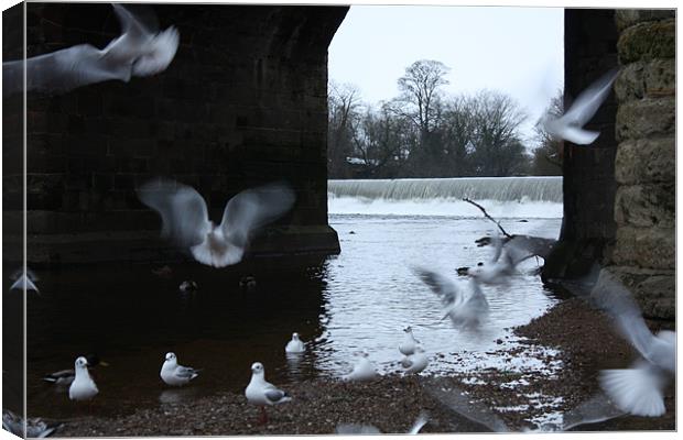 Seagulls At Play Canvas Print by Louise Wilson