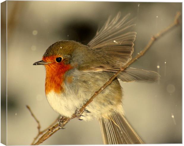 Fly Away Robin Canvas Print by carl wood