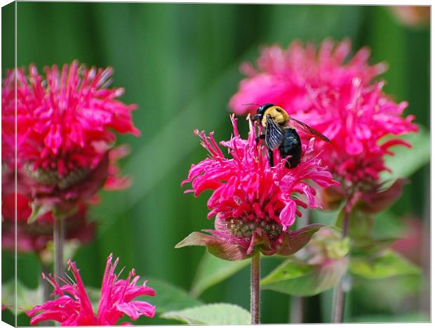 Bee and Pink Flower Canvas Print by Shari DeOllos