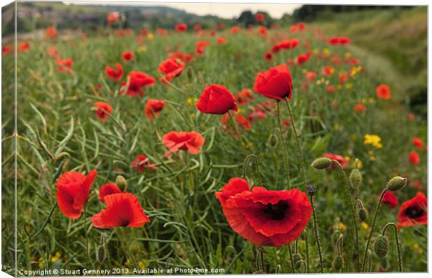 Poppy Field Canvas Print by Stuart Gennery