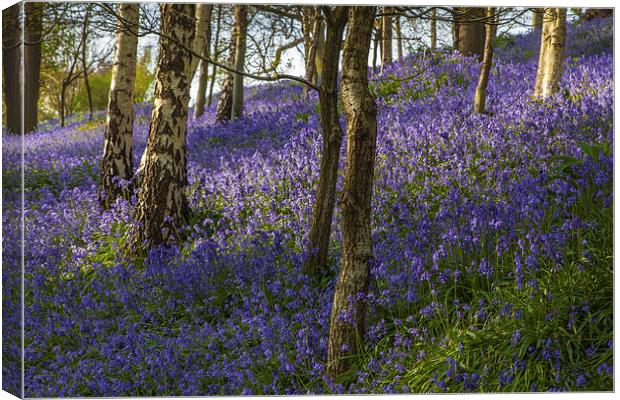 Bluebell Woodland Canvas Print by Stuart Gennery