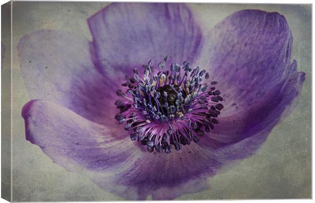 Anemone Canvas Print by Stuart Gennery