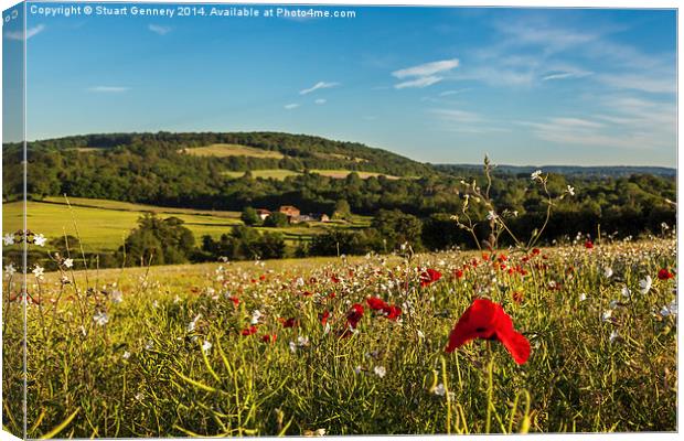 Poppies along the Darenth Valley Canvas Print by Stuart Gennery