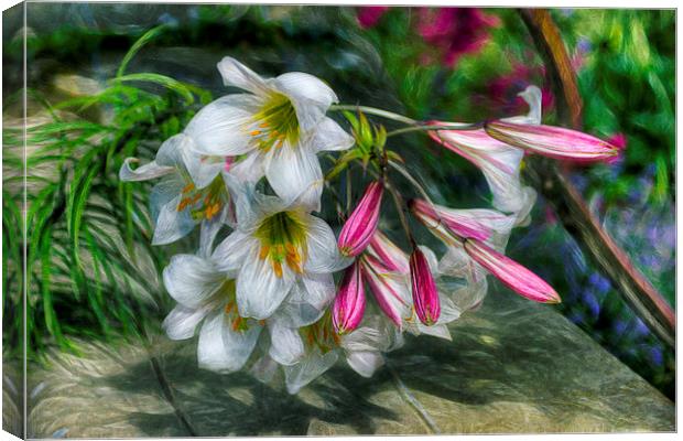 Summer Lilies  Canvas Print by Ian Mitchell