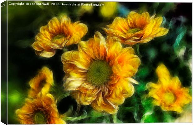 Sweet As A Daisy Canvas Print by Ian Mitchell