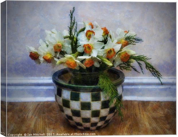Spring Daffodils Canvas Print by Ian Mitchell