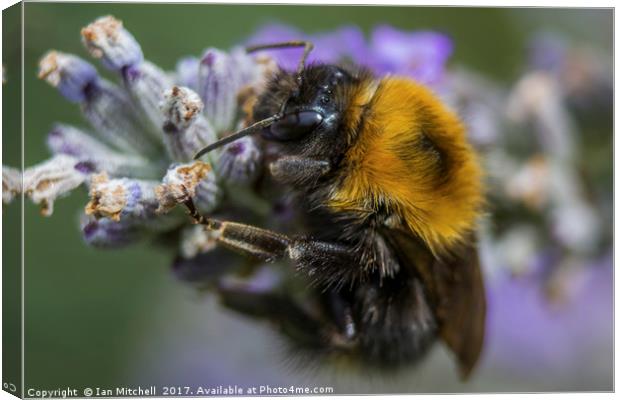 Bees Knees Canvas Print by Ian Mitchell