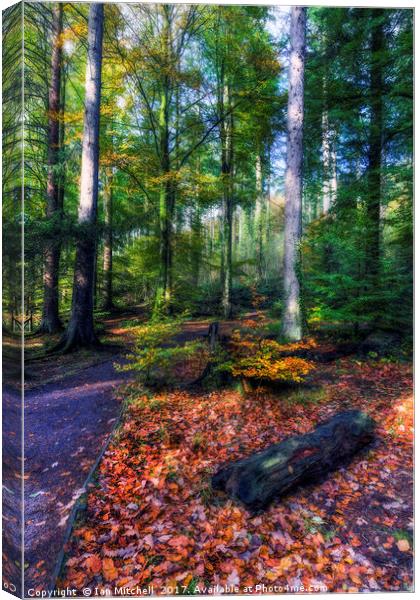 Autumn Forest Canvas Print by Ian Mitchell