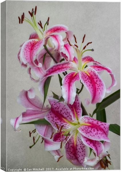 Pink Lillies Canvas Print by Ian Mitchell