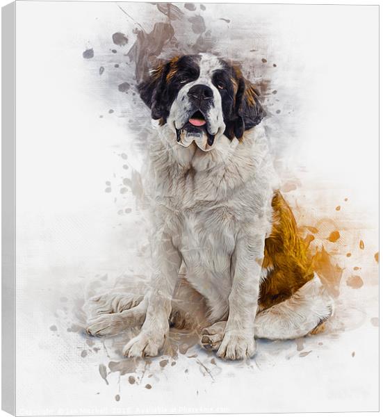 St Bernard Canvas Print by Ian Mitchell