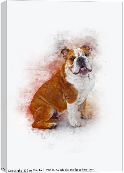 Bulldog Canvas Print by Ian Mitchell