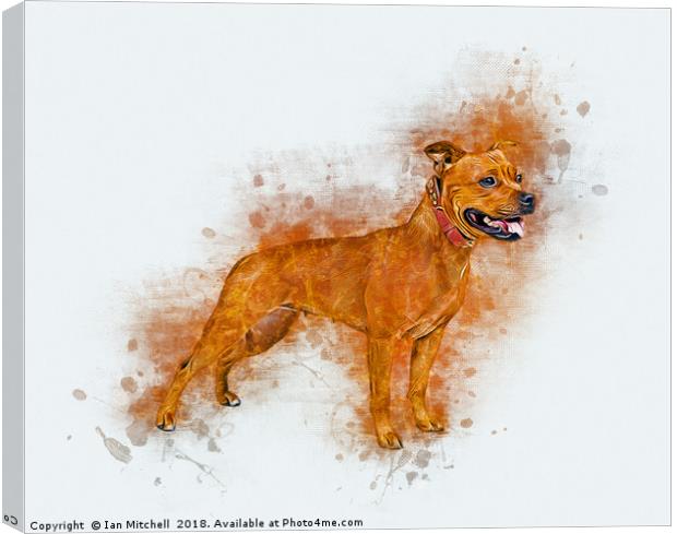 Staffordshire Bull Terrier Canvas Print by Ian Mitchell
