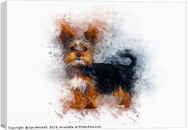 Yorkshire Terrier Canvas Print by Ian Mitchell