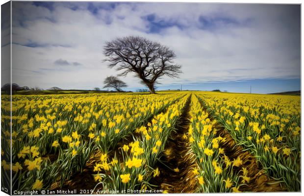 Daffodil Field Canvas Print by Ian Mitchell