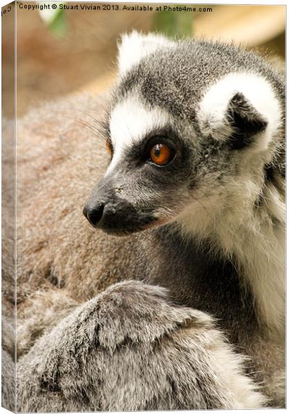 Ring-Tailed Lemur Canvas Print by Stuart Vivian