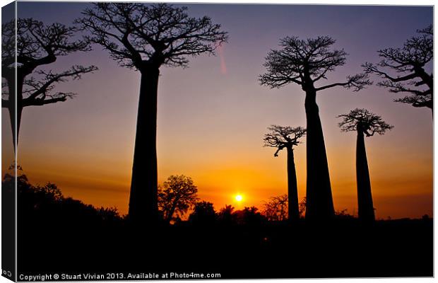 Madagascar Baobabs #2 Canvas Print by Stuart Vivian