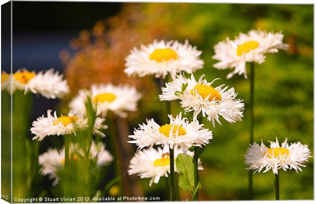 Daisies in the Summer Canvas Print by Stuart Vivian