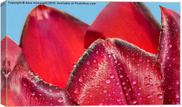  Waterdrops on Tulip Canvas Print by dave mcnaught