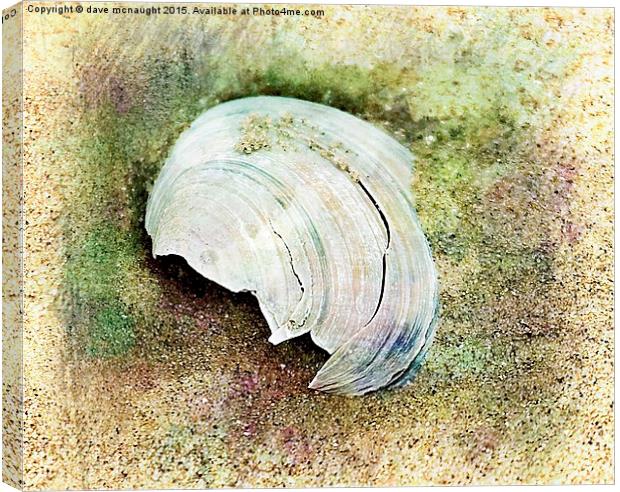  Shell in the sand Canvas Print by dave mcnaught