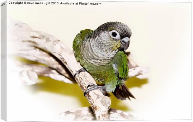  Greencheek Conure Canvas Print by dave mcnaught