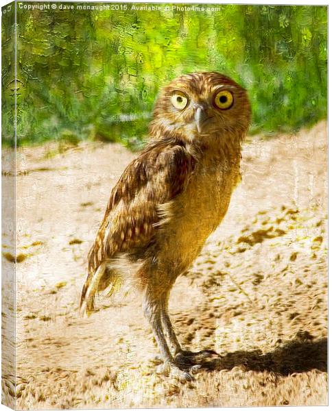  Burrowing Owl Canvas Print by dave mcnaught