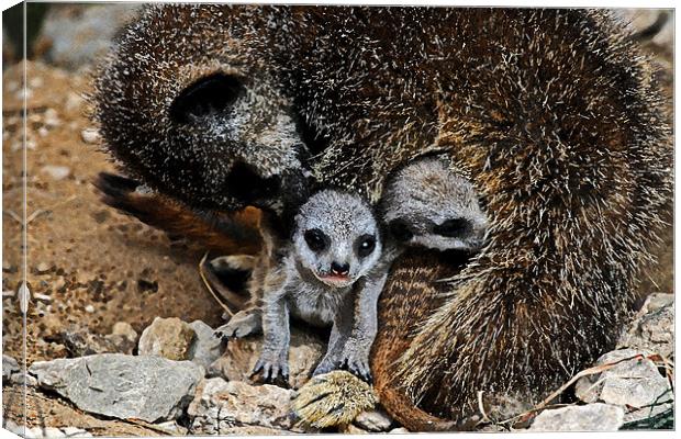 A mothers love Canvas Print by Rachel & Martin Pics