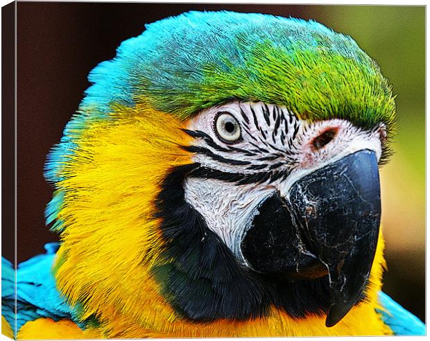 Magnificent Macaw Canvas Print by Rachel & Martin Pics