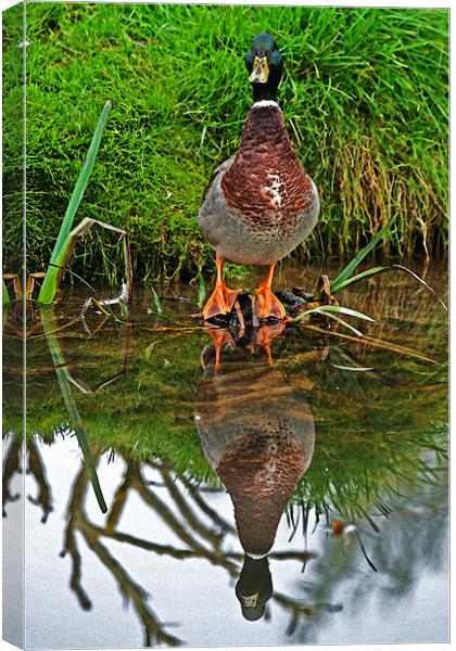 Looking good Canvas Print by Rachel & Martin Pics