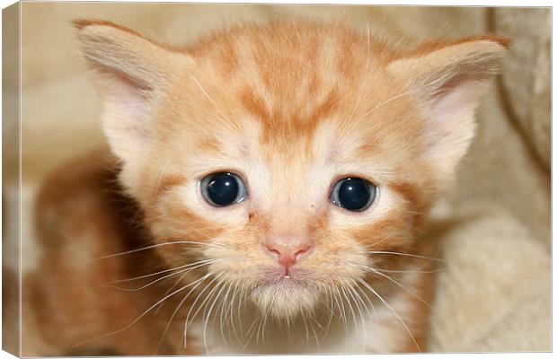 Cute Ginger kitten Canvas Print by Rachel & Martin Pics