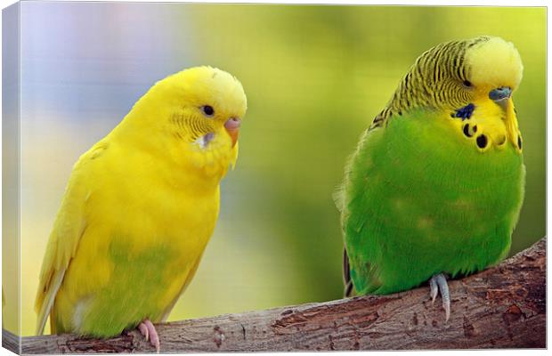 Colourful budgies Canvas Print by Rachel & Martin Pics