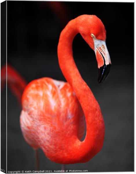 Flamingo Canvas Print by Keith Campbell