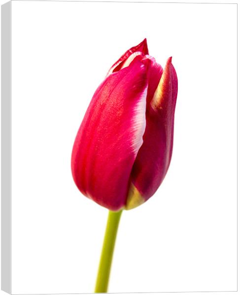 Tulip Canvas Print by Keith Campbell