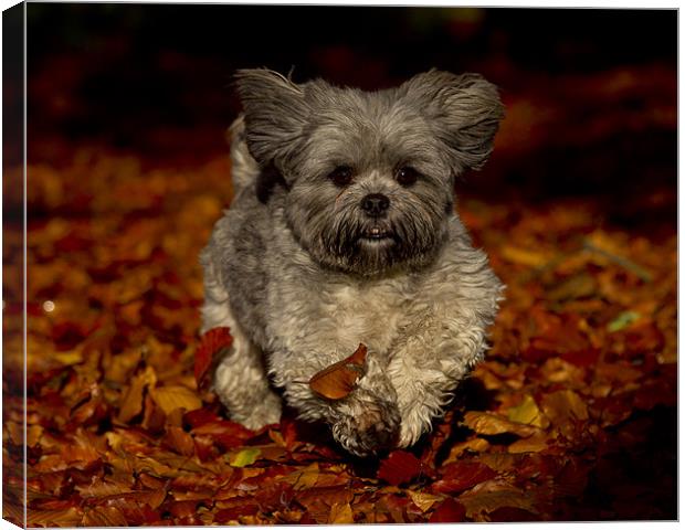 Playing in the leaves Canvas Print by Keith Campbell