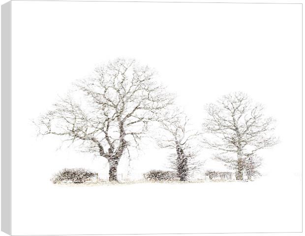 Winter trees Canvas Print by Keith Campbell