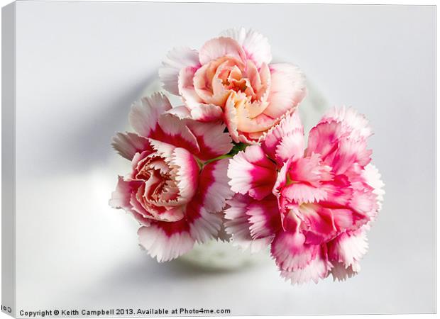 Carnations Canvas Print by Keith Campbell