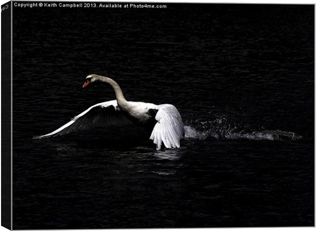 Swan launch Canvas Print by Keith Campbell
