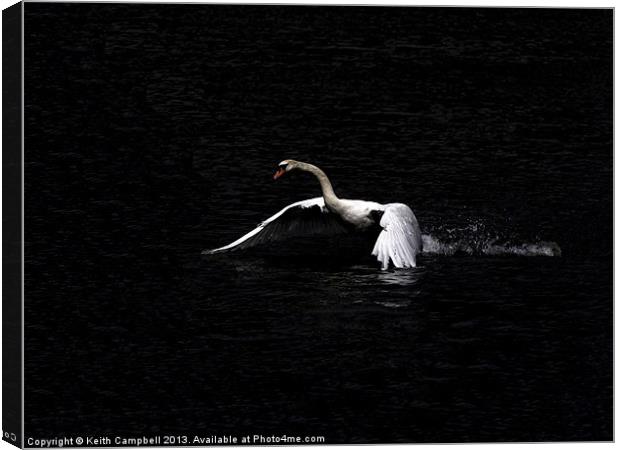 Swan launch - wide Canvas Print by Keith Campbell