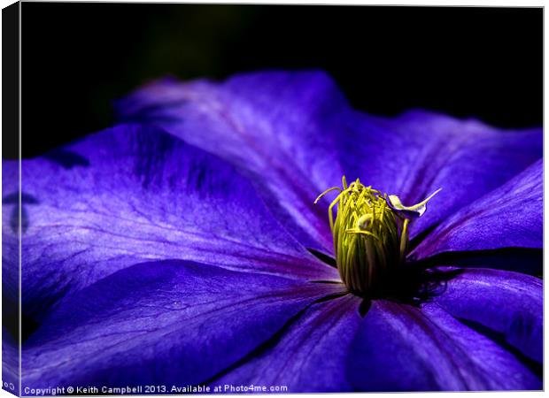 Purple Clematis Canvas Print by Keith Campbell