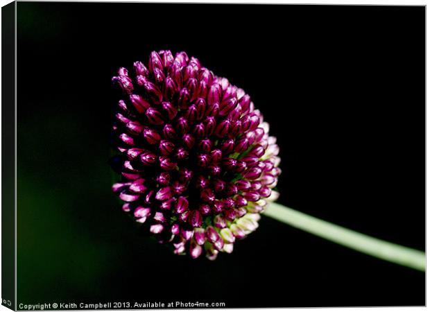 Allium Canvas Print by Keith Campbell