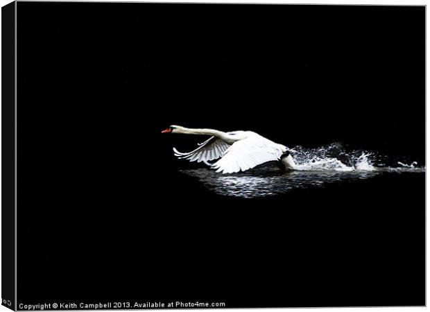 Transition to flight Canvas Print by Keith Campbell