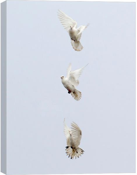 Three Doves Canvas Print by Keith Campbell