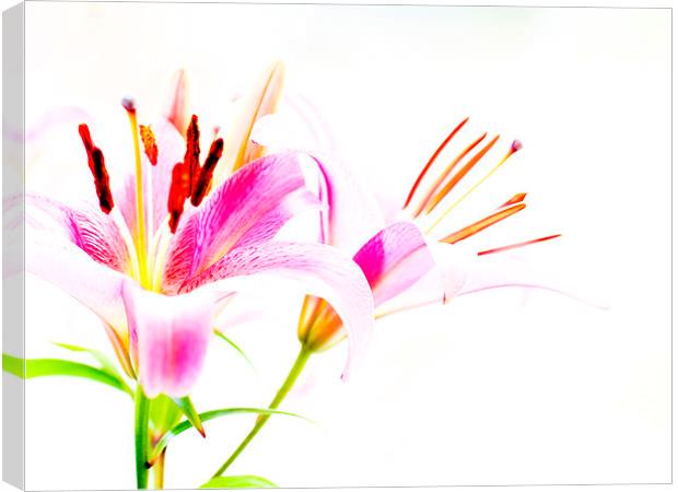 Lilies Canvas Print by Keith Campbell
