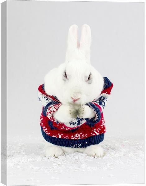 Christmas Bunny Canvas Print by Keith Campbell
