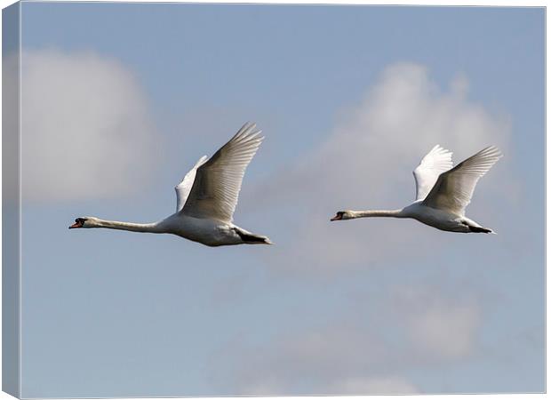 Swan formation. Canvas Print by Keith Campbell