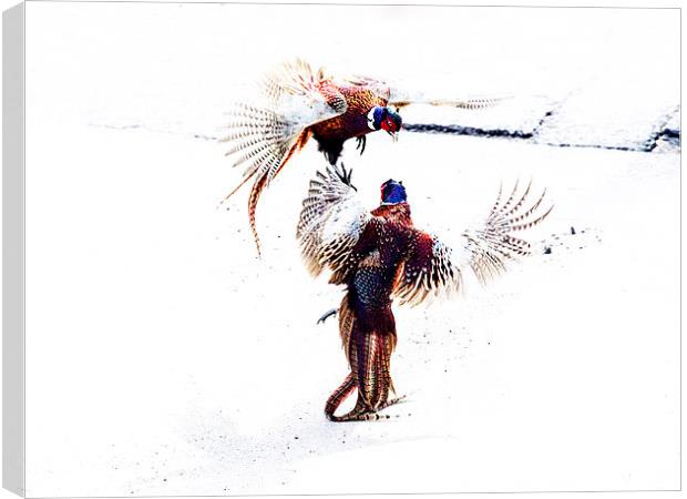 Fighting Pheasants Canvas Print by Keith Campbell
