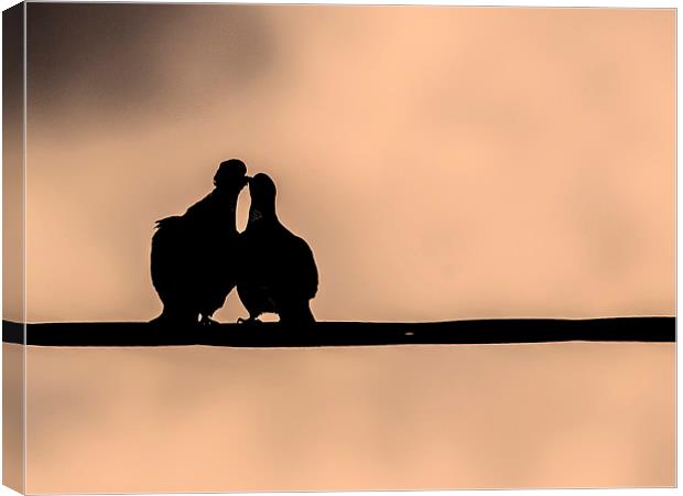A Peck on the Cheek Canvas Print by Keith Campbell
