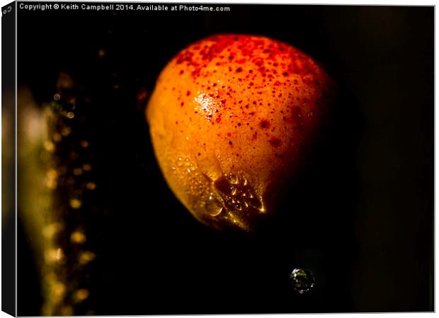  Juicy Apricot Canvas Print by Keith Campbell