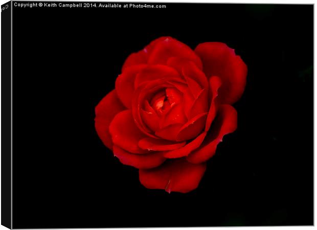  Red Rose - simplistic love Canvas Print by Keith Campbell