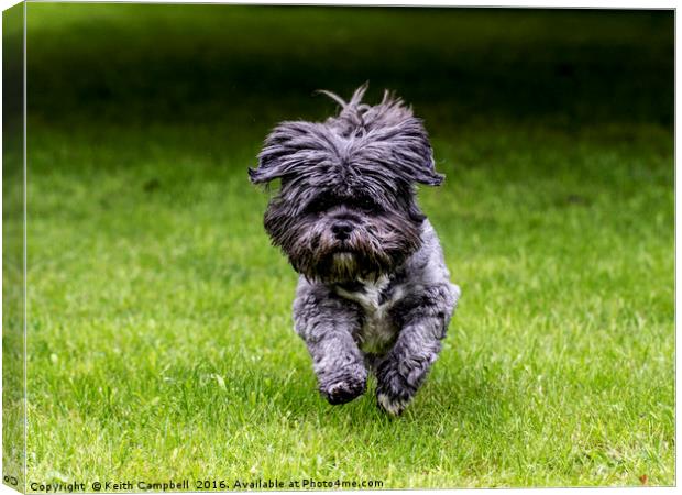 Rosie the Shih Tzu running  Canvas Print by Keith Campbell